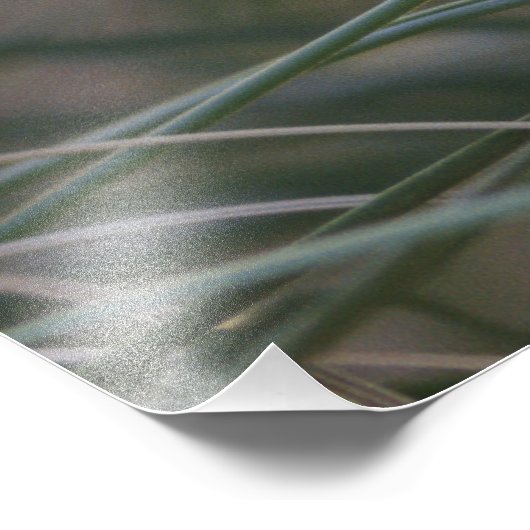 Flammulated Owl Chick Photography Foto Afdruk (Hoek)