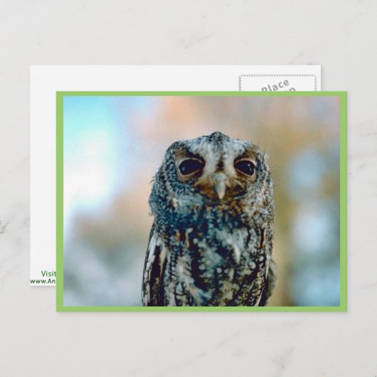 Flammulus Briefkaart (Voorkant / Achterkant)