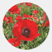 Flanders Poppy Sticker (Voorkant)
