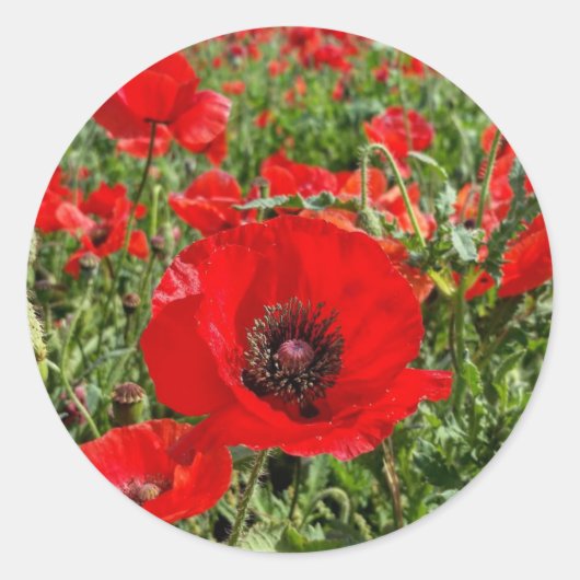 Flanders Poppy Sticker (Voorkant)