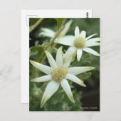 Flanelbloem [Briefkaart] Briefkaart (Voorkant / Achterkant)