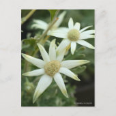 Flanelbloem [Briefkaart] Briefkaart (Voorkant)