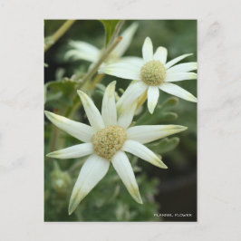 Flanelbloem [Briefkaart] Briefkaart