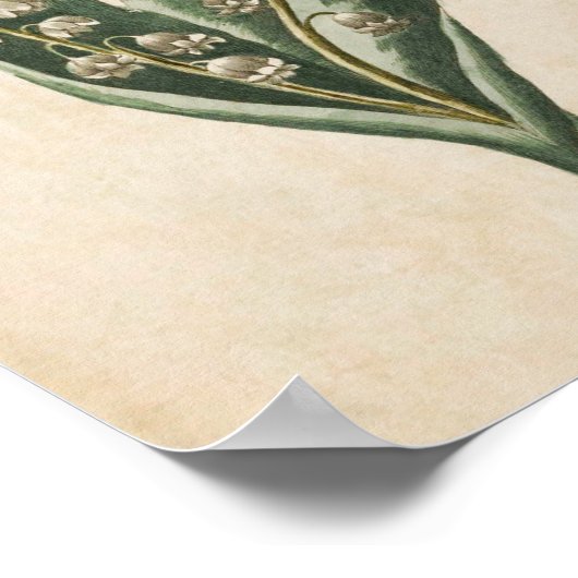  flank Lily van de Valley Print (Hoek)