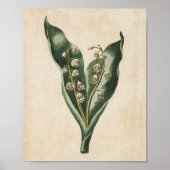  flank Lily van de Valley Print (Voorkant)