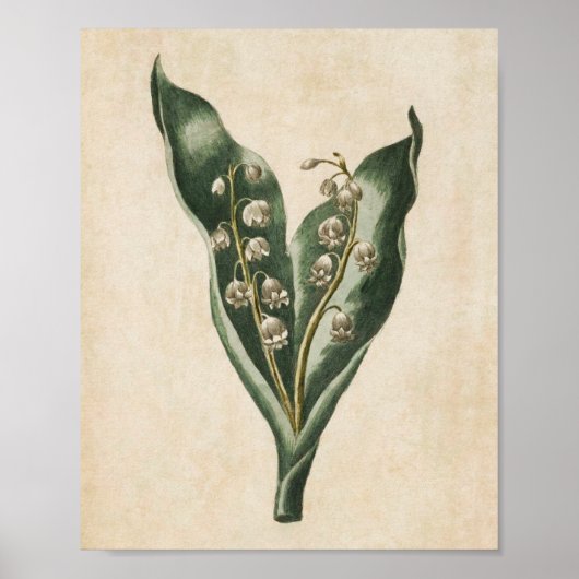  flank Lily van de Valley Print (Voorkant)