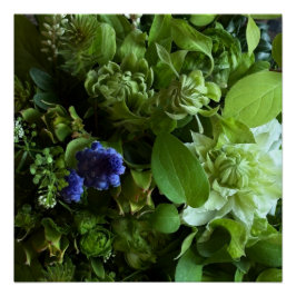 Flannel Flower, Arabicum, Phylica, Ryobu, Botanica Perfect Poster