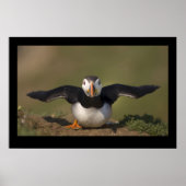 Flapping Puffin Poster (Voorkant)