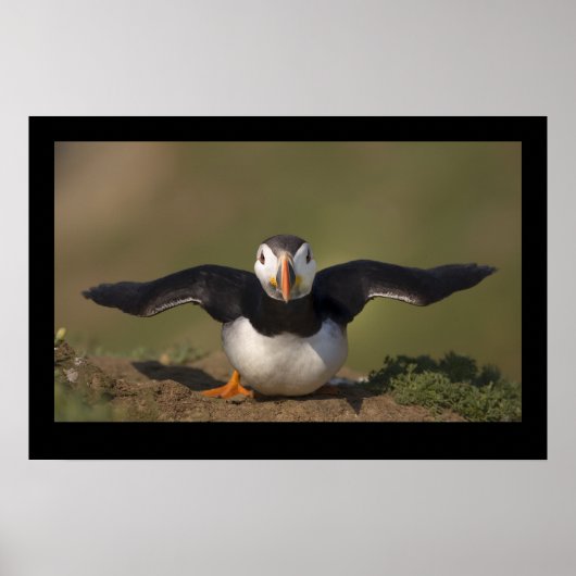 Flapping Puffin Poster (Voorkant)
