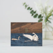 Flapping Swan Briefkaart (Staand voorkant)