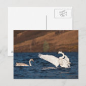 Flapping Swan Briefkaart (Voorkant / Achterkant)