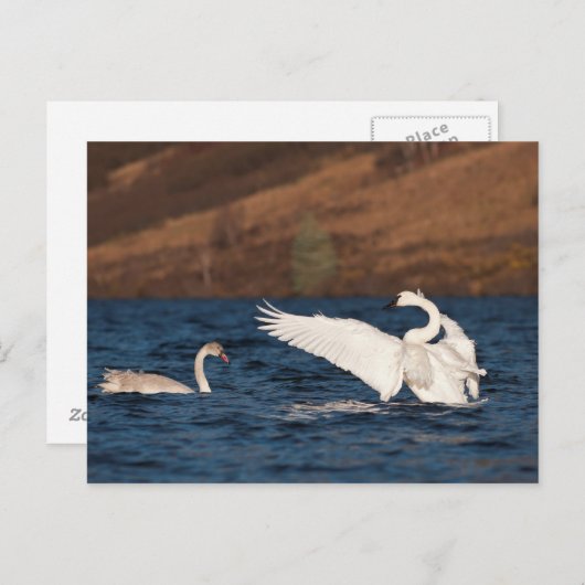 Flapping Swan Briefkaart (Voorkant / Achterkant)