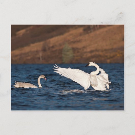 Flapping Swan Briefkaart (Voorkant)