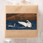 Flapping Swan Etiket (Insitu)