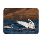 Flapping Swan Magneet (Horizontaal)