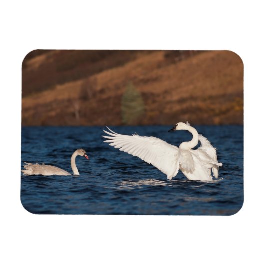 Flapping Swan Magneet (Horizontaal)