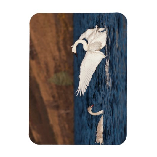 Flapping Swan Magneet (Verticaal)