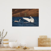 Flapping Swan Poster (Keuken)