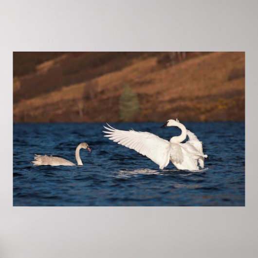 Flapping Swan Poster (Voorkant)