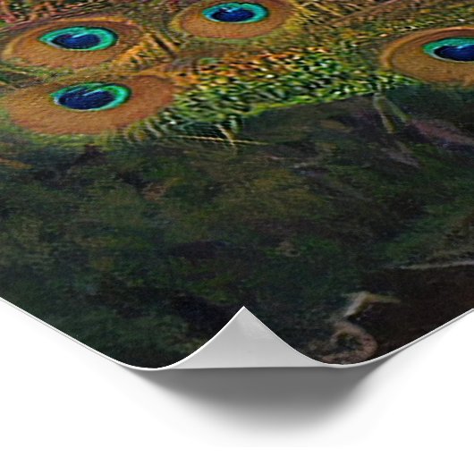 Flared Peacock Poster (Hoek)