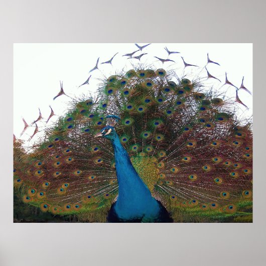 Flared Peacock Poster (Voorkant)