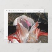 Flash Me! Briefkaart (Voorkant / Achterkant)