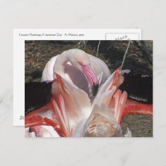 Flash Me! Briefkaart (Voorkant / Achterkant)