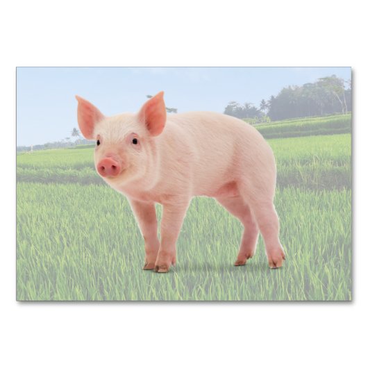 Flashcard pig ABA Tact Labelling | KAART AFBEELDIN (Voorkant)