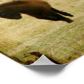 Flashy and the Mini Horse Filly Poster (Hoek)