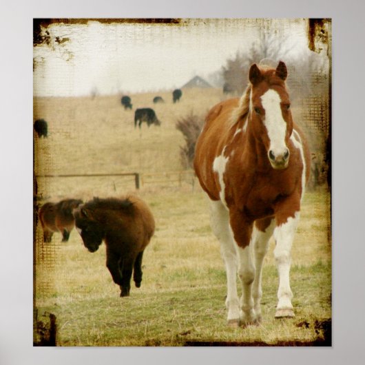 Flashy and the Mini Horse Filly Poster (Voorkant)