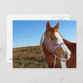 Flashy in Nebraka Briefkaart (Voorkant / Achterkant)