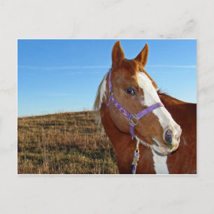 Flashy in Nebraka Briefkaart