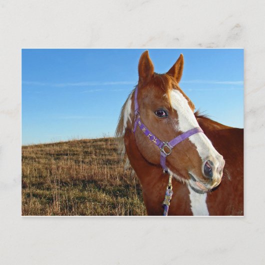 Flashy in Nebraka Briefkaart (Voorkant)