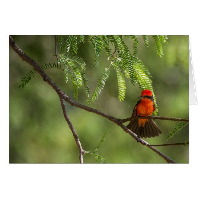 Flashy Male Vermiljoen Flycatcher-vogel (Voorkant Horizontaal)