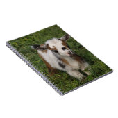 Flashy Nigerian Dwarf Dairy Goat Kind Notitieboek (Rechterzijde)