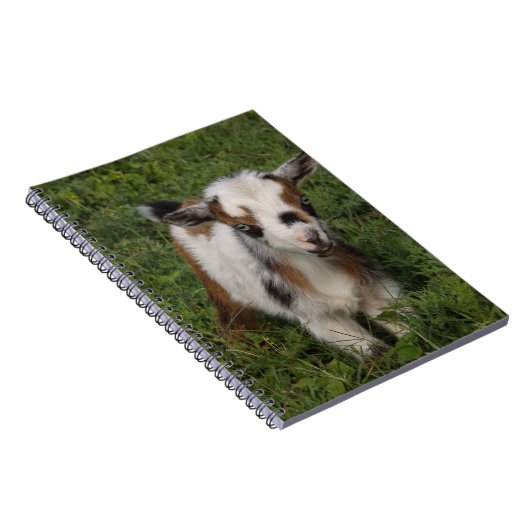 Flashy Nigerian Dwarf Dairy Goat Kind Notitieboek (Rechterzijde)