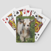 Flashy Nigerian Dwarf Dairy Goat Kind Pokerkaarten (Achterkant)