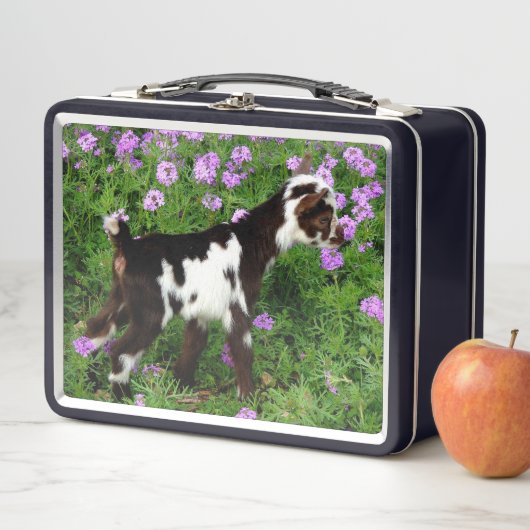 Flashy Nigerian Dwarf Goat Kind in paarse bloemen (In situ)