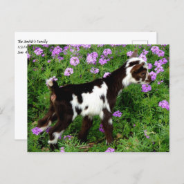 Flashy Nigerian Dwarf Goat Kind in paarse bloemen Briefkaart