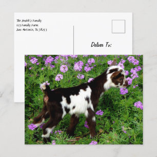 Flashy Nigerian Dwarf Goat Kind in paarse bloemen Briefkaart