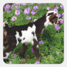 Flashy Nigerian Dwarf Goat Kind in paarse bloemen