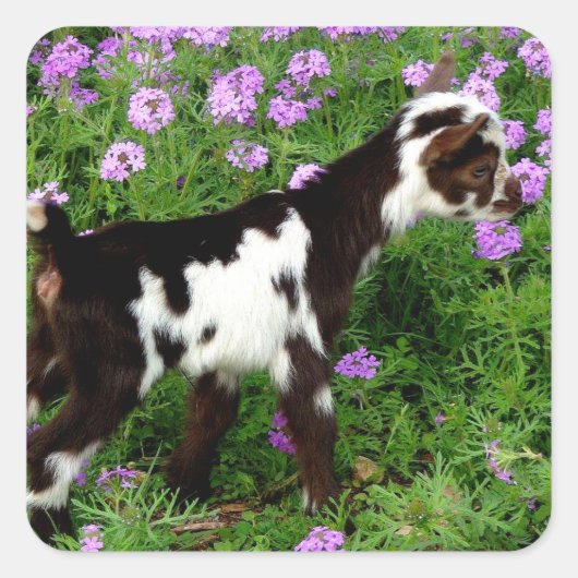 Flashy Nigerian Dwarf Goat Kind in paarse bloemen Vierkante Sticker (Voorkant)