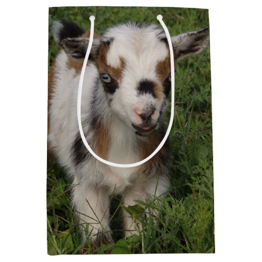 Flashy Nigerian Dwarf Goat Kind Medium Cadeauzakje (Voorkant)