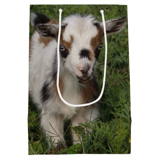 Flashy Nigerian Dwarf Goat Kind Medium Cadeauzakje (Achterkant)