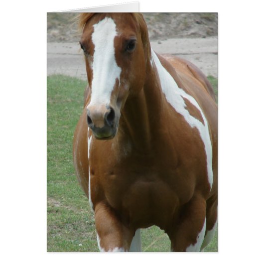 Flashy Paint Horse (Voorkant)