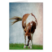 Flashy Paint Horse Mare (Voorkant)