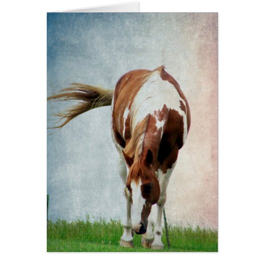 Flashy Paint Horse Mare (Voorkant)