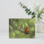 Flashy Vermillion Flycatcher Briefkaart (Staand voorkant)