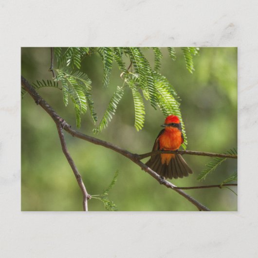 Flashy Vermillion Flycatcher Briefkaart (Voorkant)