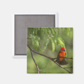 Flashy Vermillion Flycatcher Magneet (Voorkant / Achterkant)